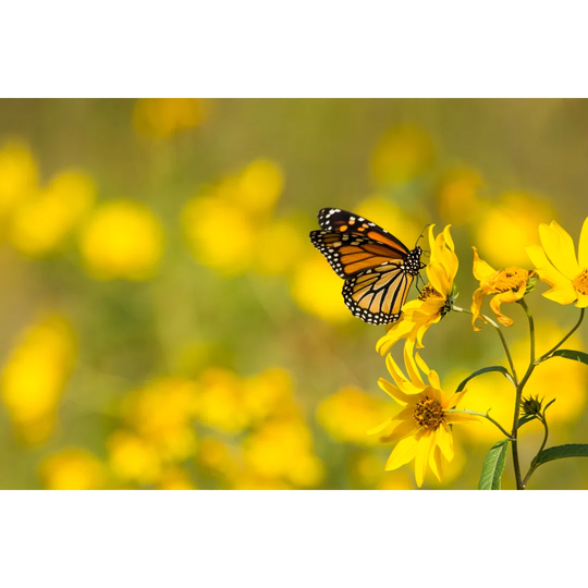Monarch Butterfly by Bookguy - Wrapped Canvas Photograph