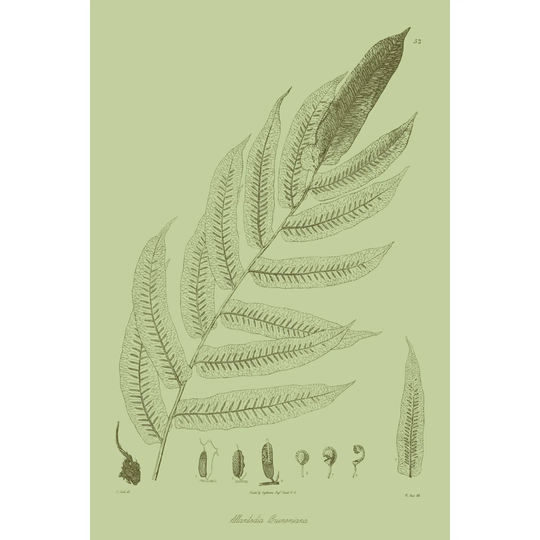 Fresh Ferns III by Curtis - Wrapped Canvas Painting
