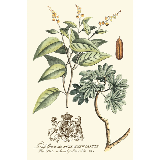 Imperial Foliage IV by Vision Studio - Wrapped Canvas Art Prints