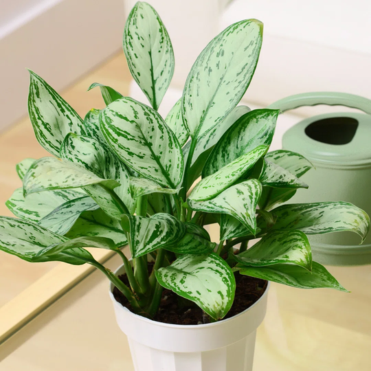 Aglaonema Maria Christina