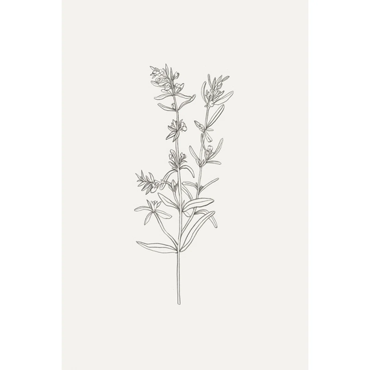 Wild Foliage Sketch I by Victoria Borges - Wrapped Canvas Drawing