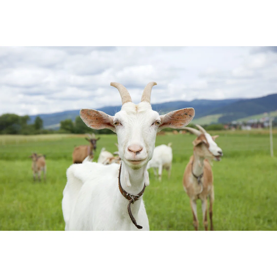 The White Goat - Wrapped Canvas Photograph