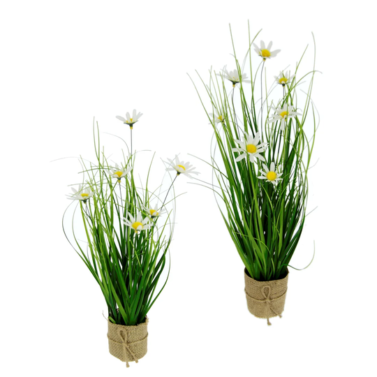 Daisy Floral Arrangement in Pot