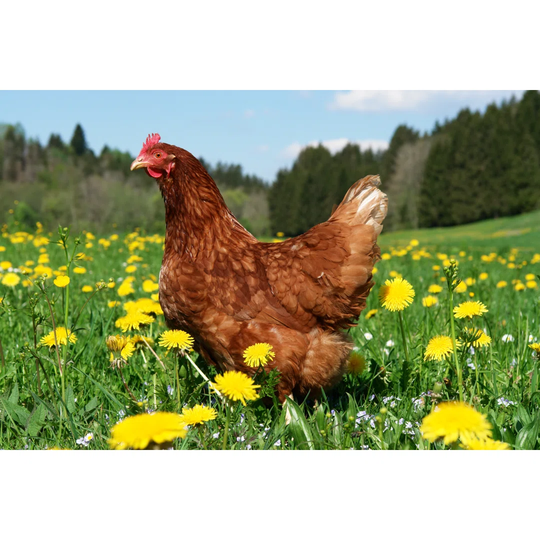 Free Range Hen in a Beautiful Spring Meadow - Wrapped Canvas Photograph