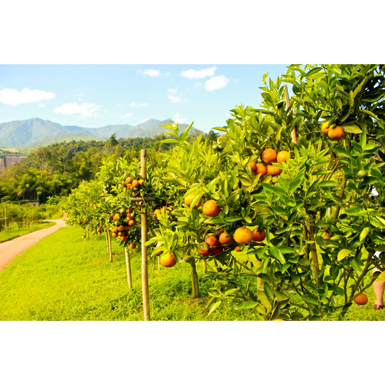 Orange Orchard