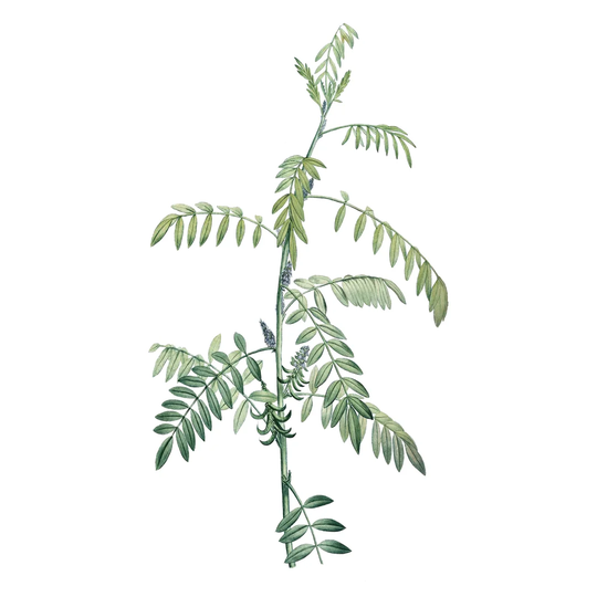 Soft Green Botanical III by Vision Studio - Wrapped Canvas Painting