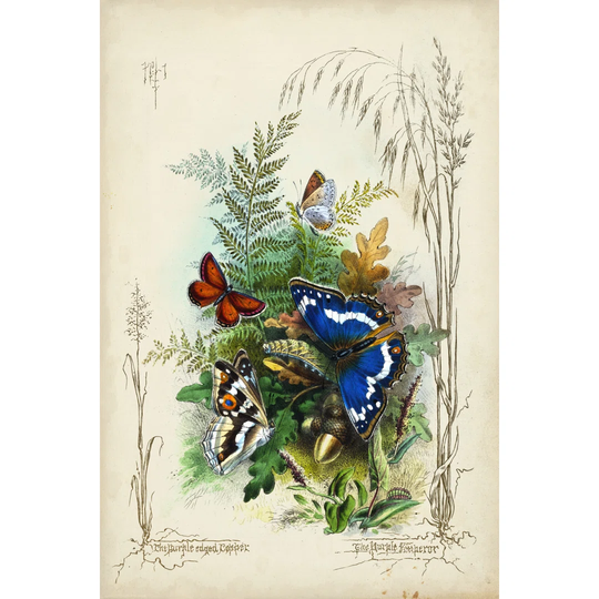 Victorian Butterfly Garden III - Wrapped Canvas Art Prints