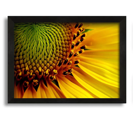 Yellow Sunflower Centre - Picture Frame Graphic Art on Canvas