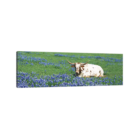 Texas Longhorn Cow Sitting on a Fieldhill County, Texas, USA - Wrapped Canvas Photograph