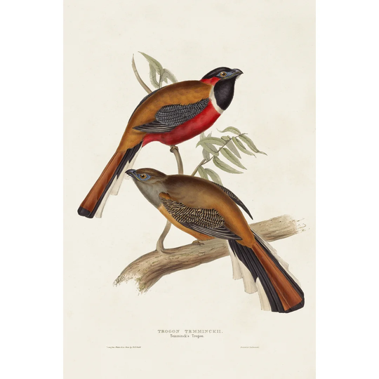 Elegant Trogons IV by John Gould - Wrapped Canvas Painting