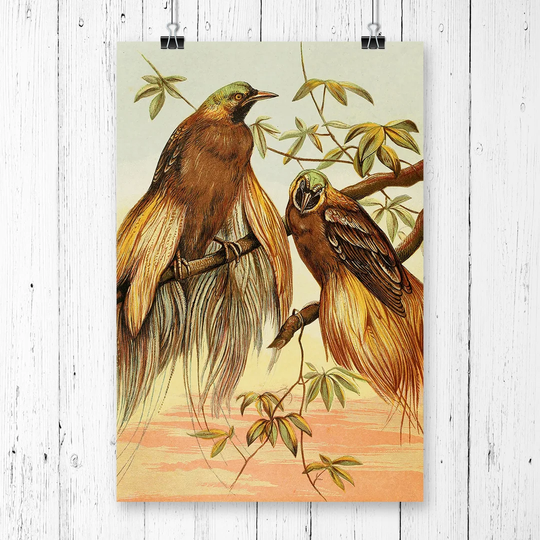 'Vintage Natural History Birds of Paradise' Graphic Art