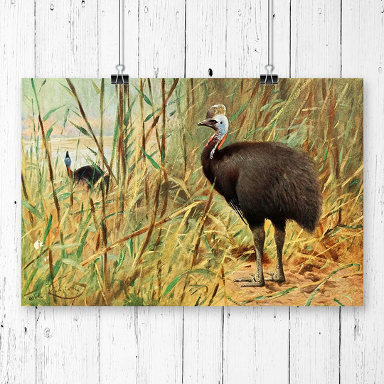 'Vintage Cassowary' by W Kuhnert Graphic Art