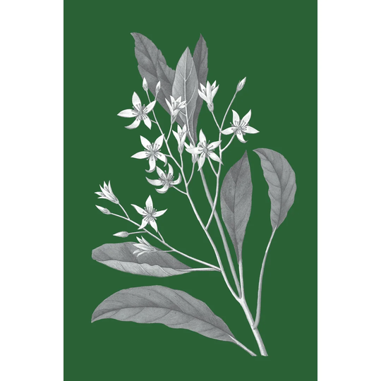 Green Botanical V by Wild Apple Portfolio - Wrapped Canvas Painting