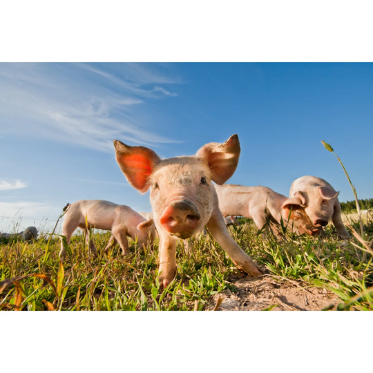 Four Baby Pigs On Farm In Dalarna, Sweden
