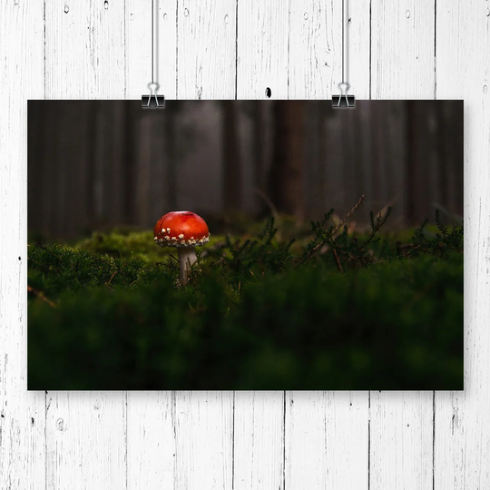 "Landscape Forest Red Mushroom" Graphic Art