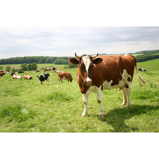 German Cow Group - Wrapped Canvas Photograph