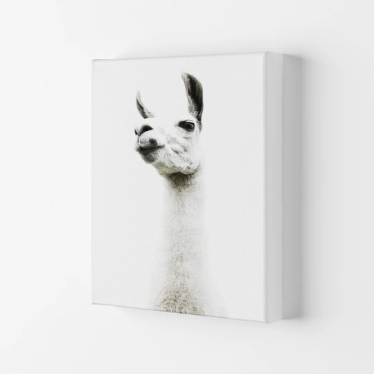 Llama II by Victoria - Wrapped Canvas Photograph Print