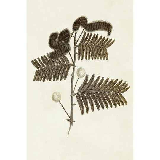 Sepia Botanicals I - Wrapped Canvas Painting