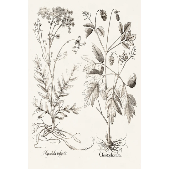Sepia Besler Botanicals VIII by Basilius Besler - Wrapped Canvas Painting