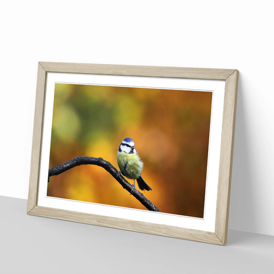 'Blue Tit' Framed Photographic Print