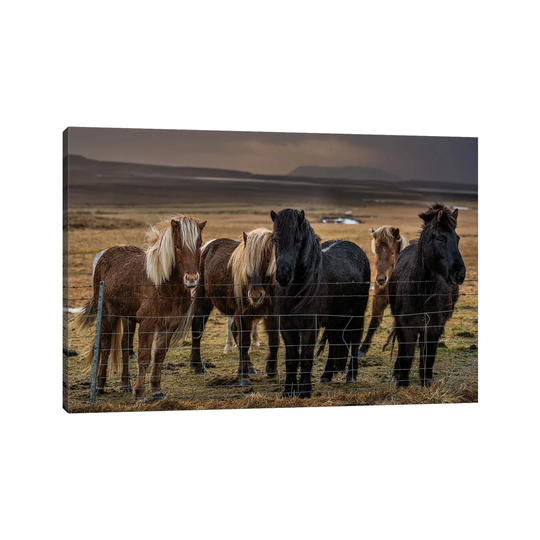 Icelandic Ponies by David Gardiner - Wrapped Canvas Photograph