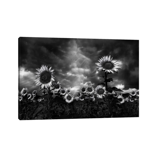 Sunflowers by Fran Osuna - Wrapped Canvas Photograph