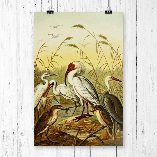 'Vintage Natural History Cranes, Herons & Spoonbill' Graphic Art
