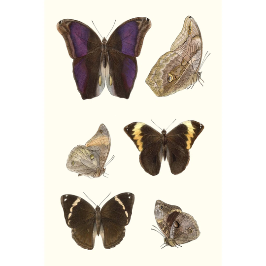Violet Butterflies II - Wrapped Canvas Graphic Art