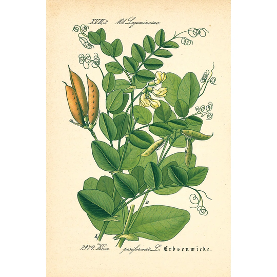 Vintage Botanical Peapods