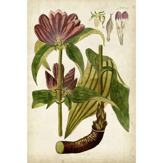 Horticultural Specimen IV - Wrapped Canvas Painting