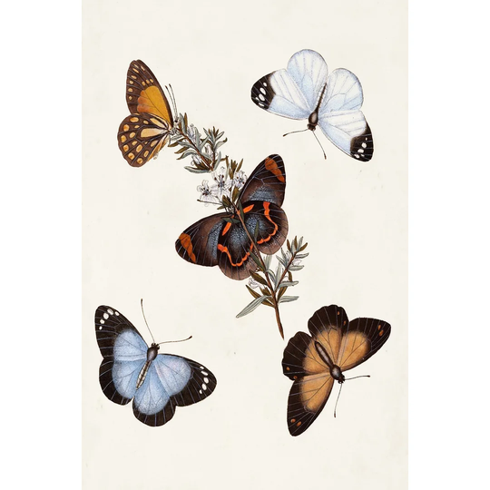 Butterflies and Moths IV - Wrapped Canvas Painting