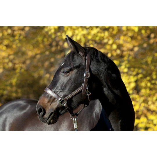 Brown Horse Portrait with Yellow Autumn Leaves in Background by Anjajuli - Wrapped Canvas Photograph