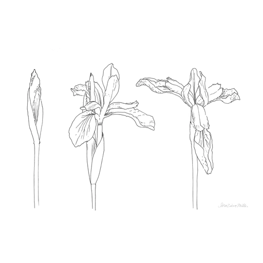 Sketched Iris by Sara Zieve Miller - Wrapped Canvas Drawing