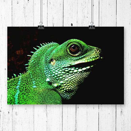 'Iguana Lizard' Graphic Art