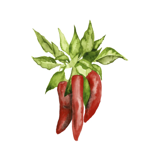 Watercolor Veggie II by Naomi McCavitt - Wrapped Canvas Art Prints