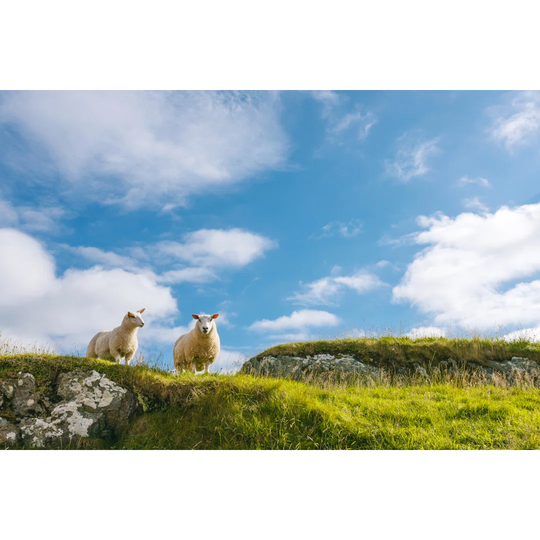 Two Sheep In Green Rocky Cliff Against Blue Sky