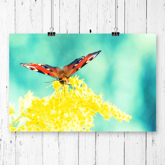 'Peacock Butterly Yellow Flower' Graphic Art
