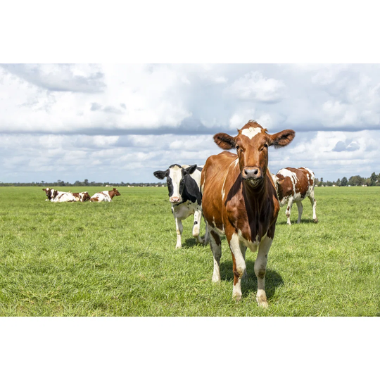 Curious Cheeky Cow Happy Running Towards in a Green field Under a Blue Sky and a Distant Horizon by Clara Bastian - Wrapped Canvas Photograph