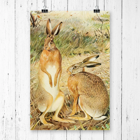 'Vintage Karl Ludwig Hartig Hare' Graphic Art