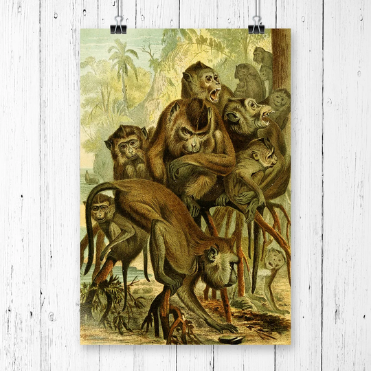'Vintage Brehms Tierleben 1893 Macaque' Graphic Art