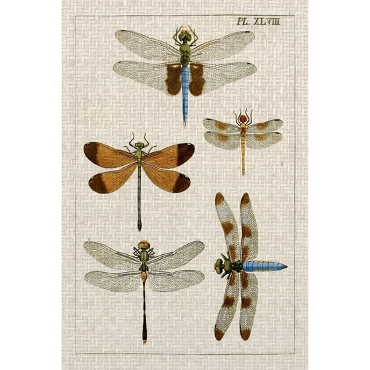 Dragonfly Study II