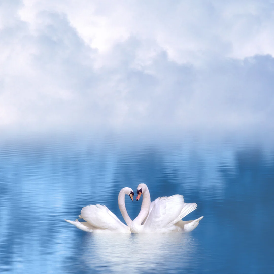 Two Swans - Wrapped Canvas Photograph