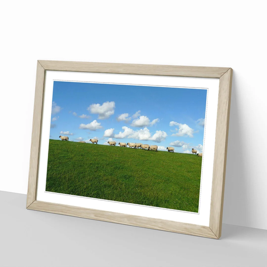 'Sheep Flock 2' Framed Photographic Print