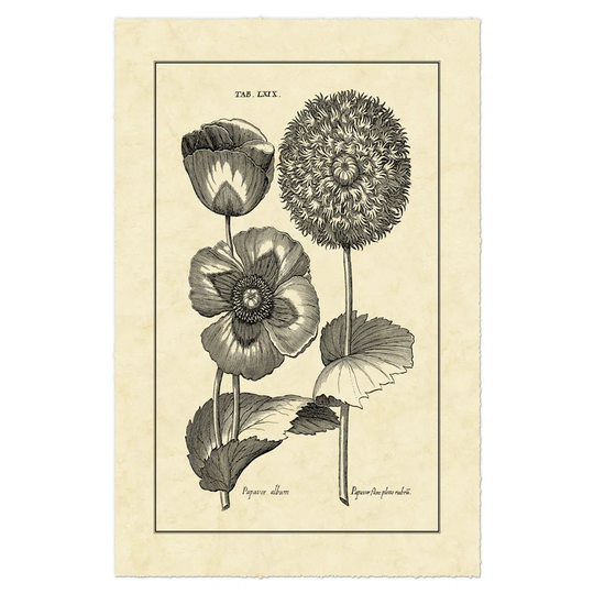 Vintage Besler III by Basilius Besler - Wrapped Canvas Art Prints