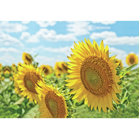 Up Closunflower - Wrapped Canvas Photograph Print