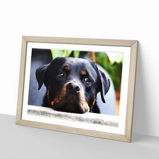 'Rottweiler Dog' Framed Photographic Print