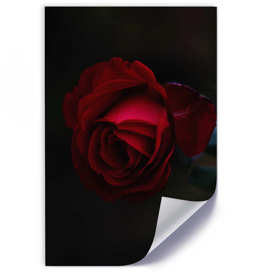 Red Rose at Night - Unframed Photograph