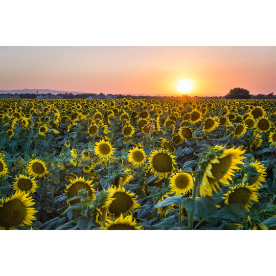Davis Sunset over Sunflowers by ewoerlen - Wrapped Canvas Photograph Print