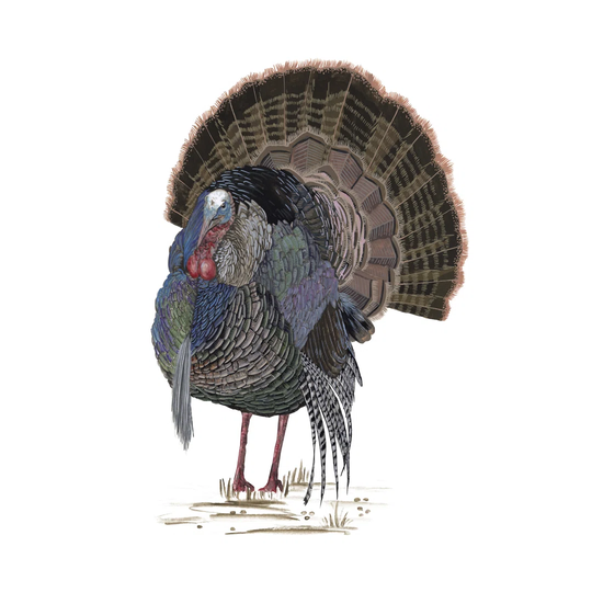 Turkey Study II - Wrapped Canvas Painting