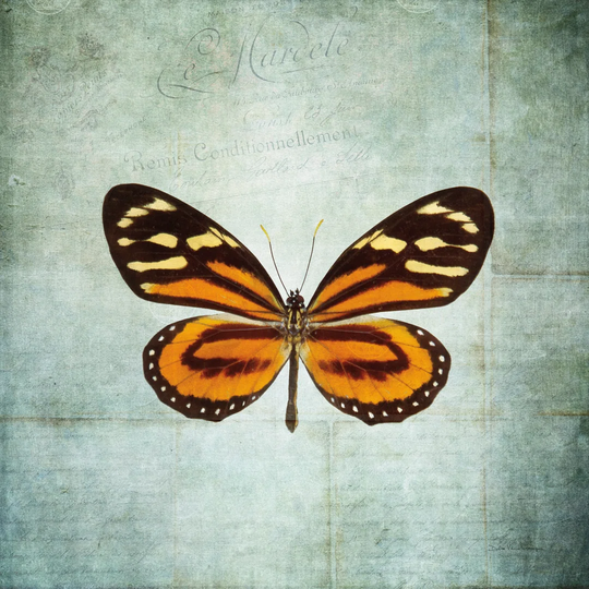 French Butterfly VIII by Debra Van Swearingen - Wrapped Canvas Graphic Art
